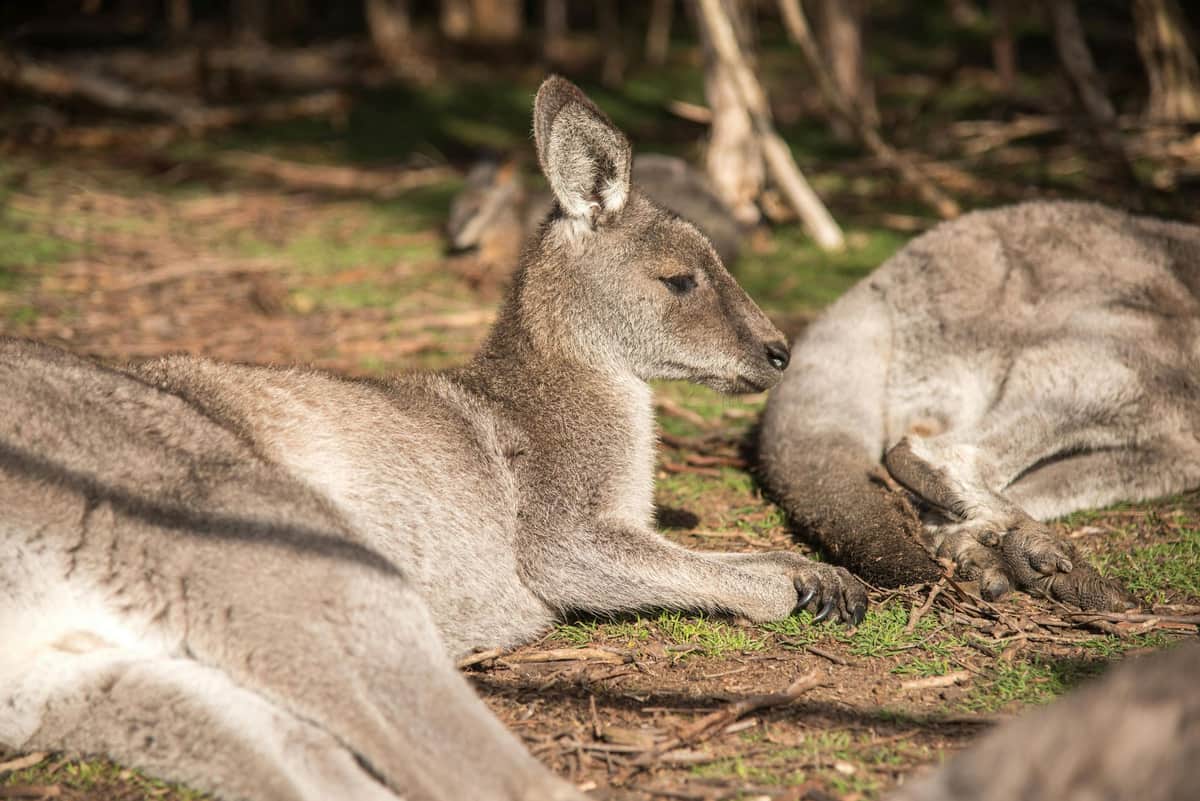 Melbourne iVenture Unlimited Pass: Access to 15+ Attractions for 2 or 3 Days A kangaroo lies on the ground, resting in a sunlit forest area with blurred branches and other kangaroos in the background.