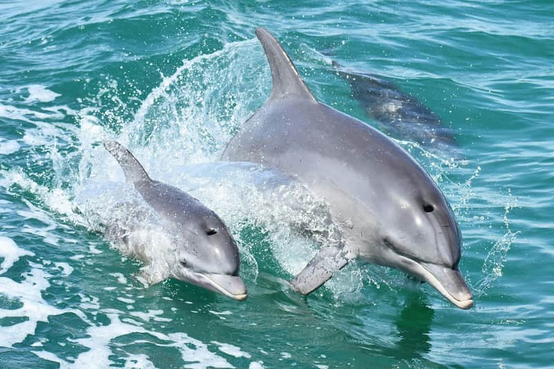Mandurah: Dolphin Cruise and Views