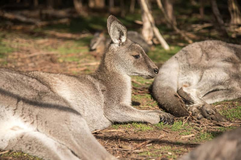 Melbourne iVenture Unlimited Pass: Access to 15+ Attractions for 2 or 3 Days