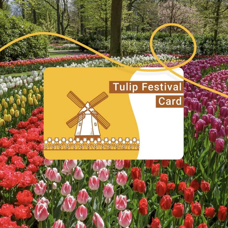 Tulip Festival Card Tulip Festival Card